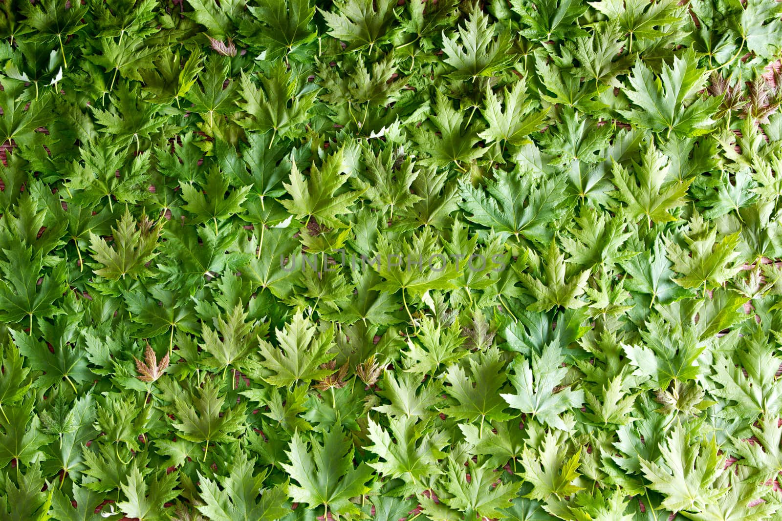 Fresh green maple leaf full frame texture with overlapping layered leaves conceptual of the renewal of growth in spring, the ecology and the national emblem of Canada