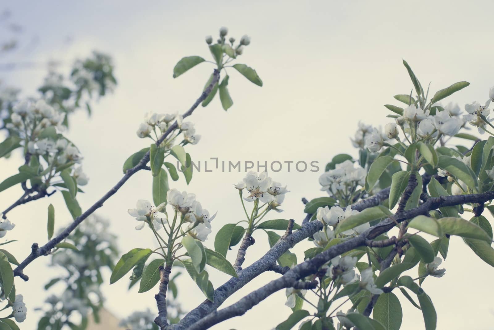 Pear tree blossoms against the sky, vintage tones