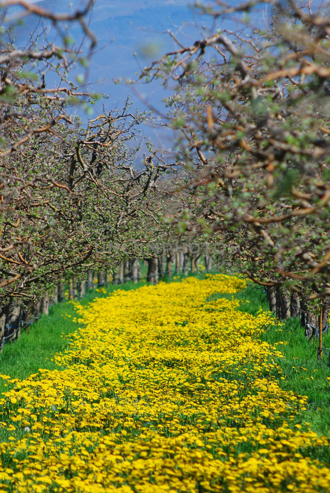 Picture of a yellow flowers carpet in  apple orchard