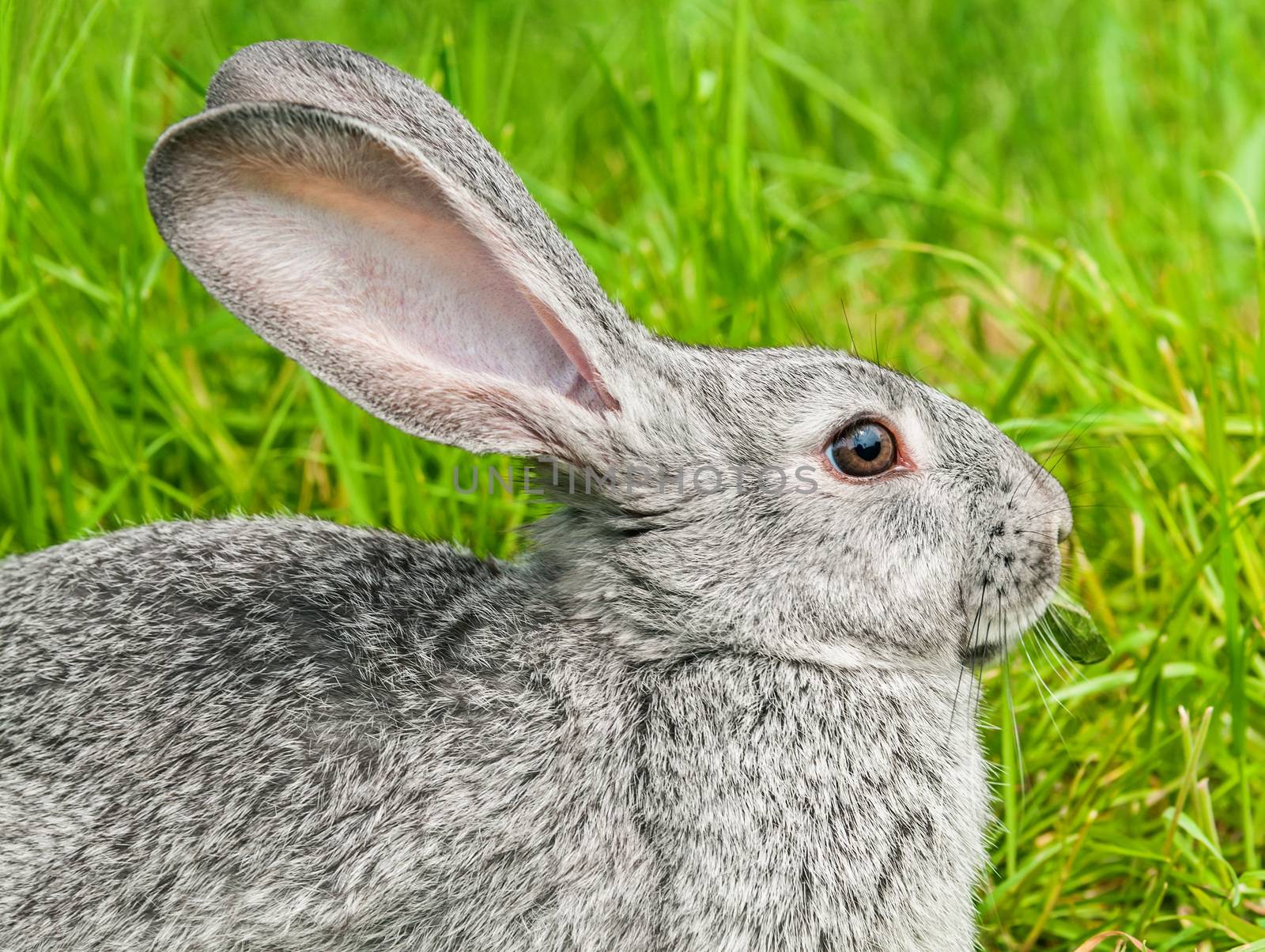 Rabbit sitting in grass, smiling at camera