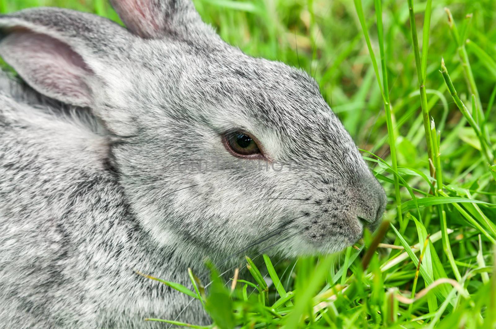 Rabbit sitting in grass, smiling at camera by zeffss