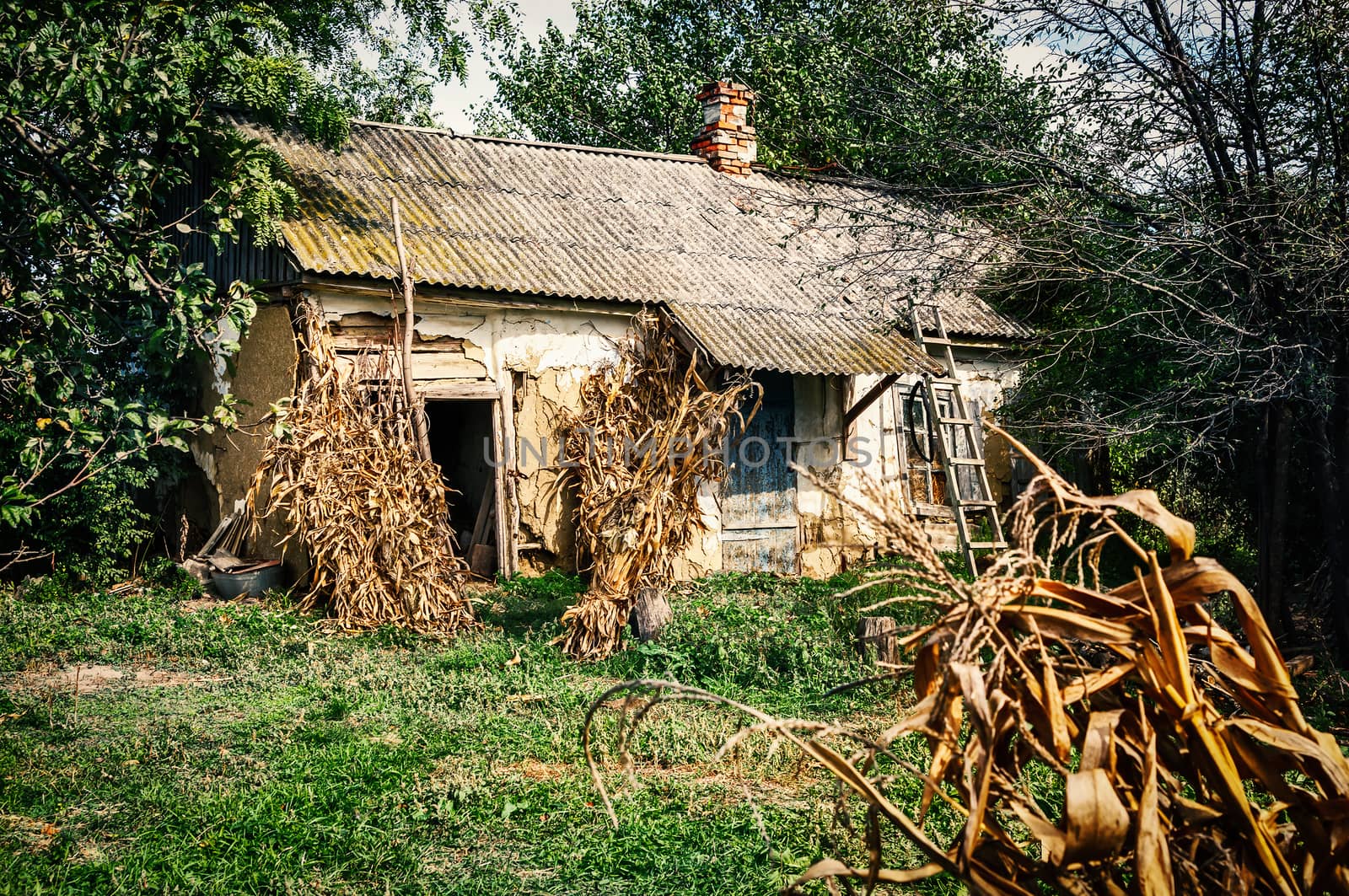 Old village house in forest environment