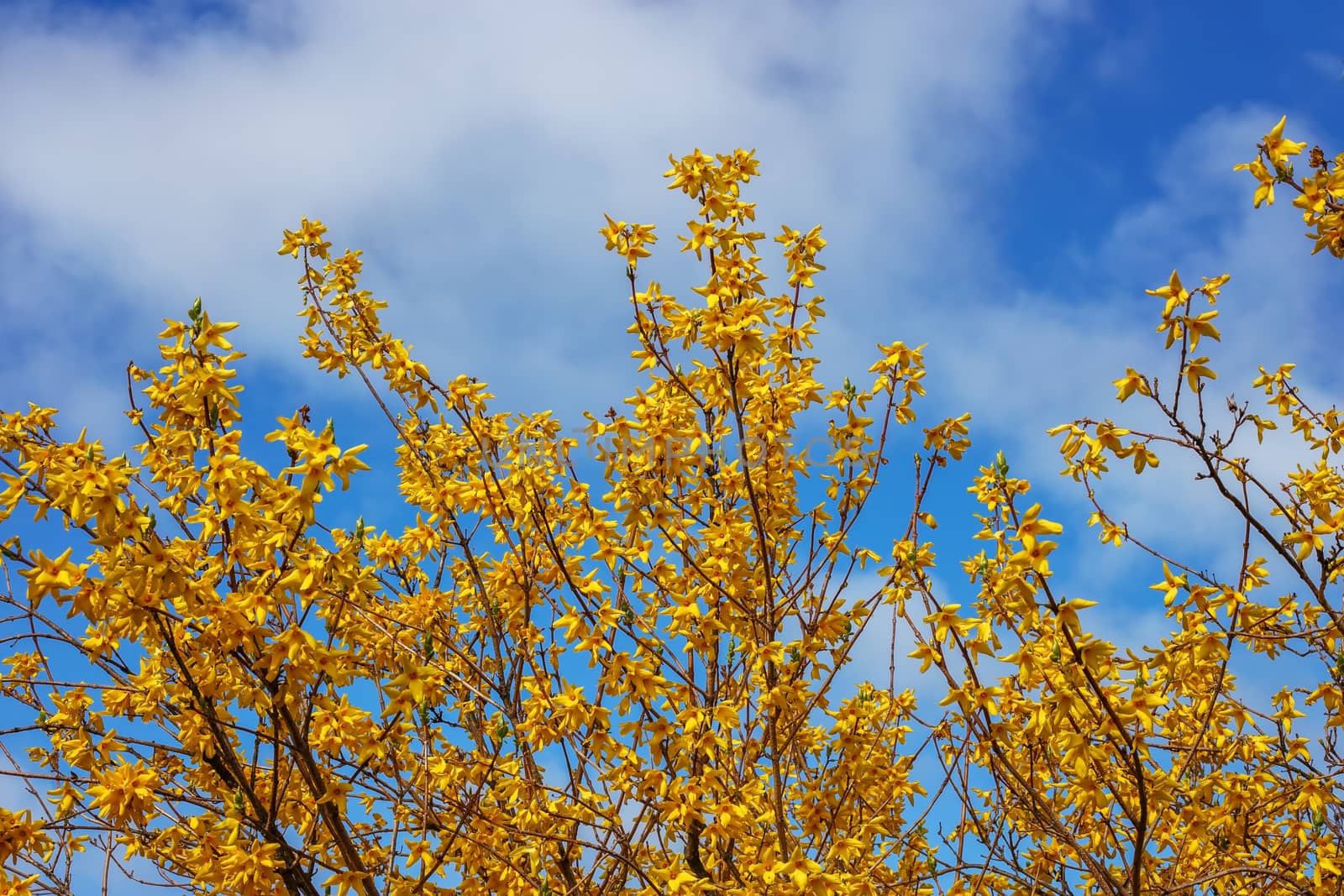 yellow rhododendron flowers on a background of blue sky