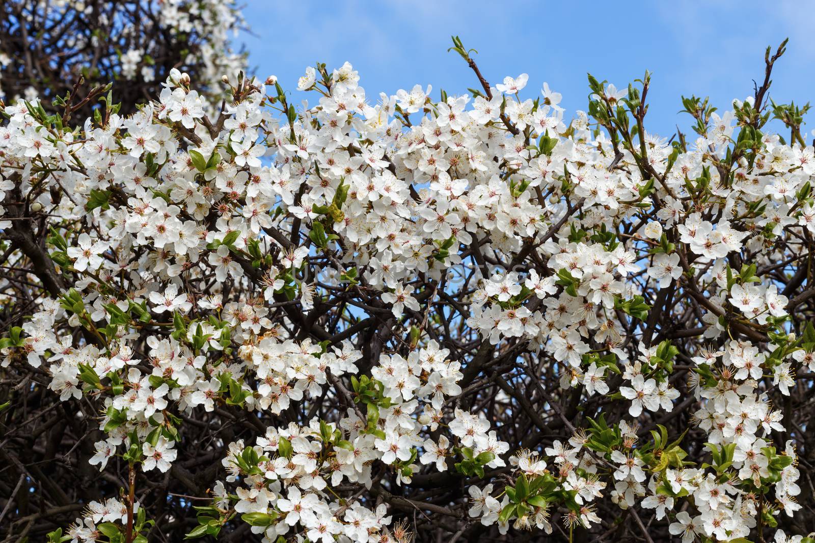 bush with white small flowers on a background of blue sky