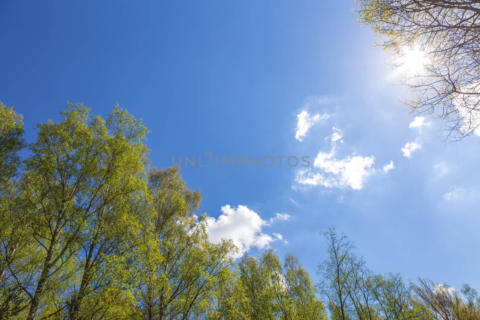 Looking up to the blue sky in forest. Ecological concept
