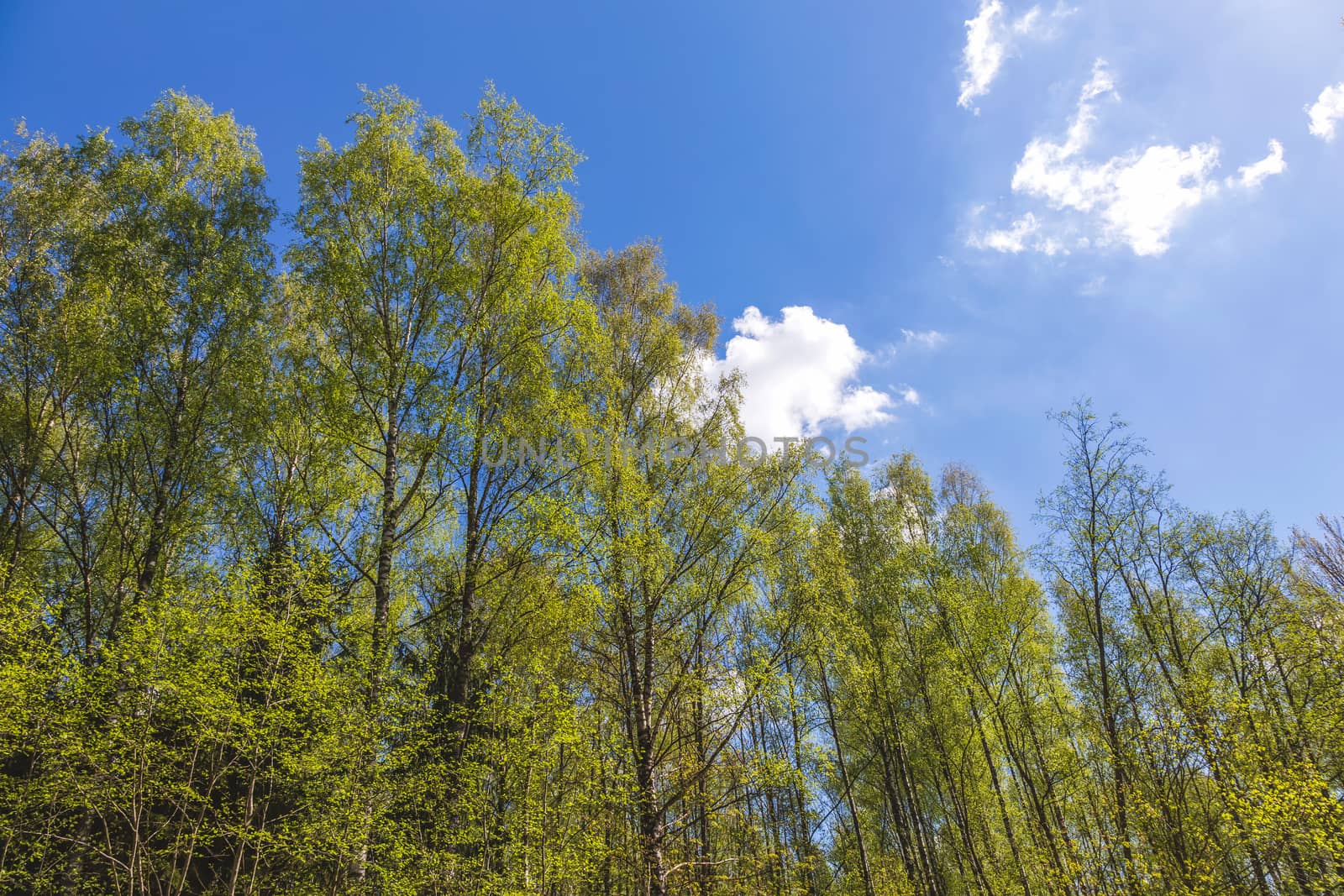 Looking up to the blue sky in forest. Ecological concept