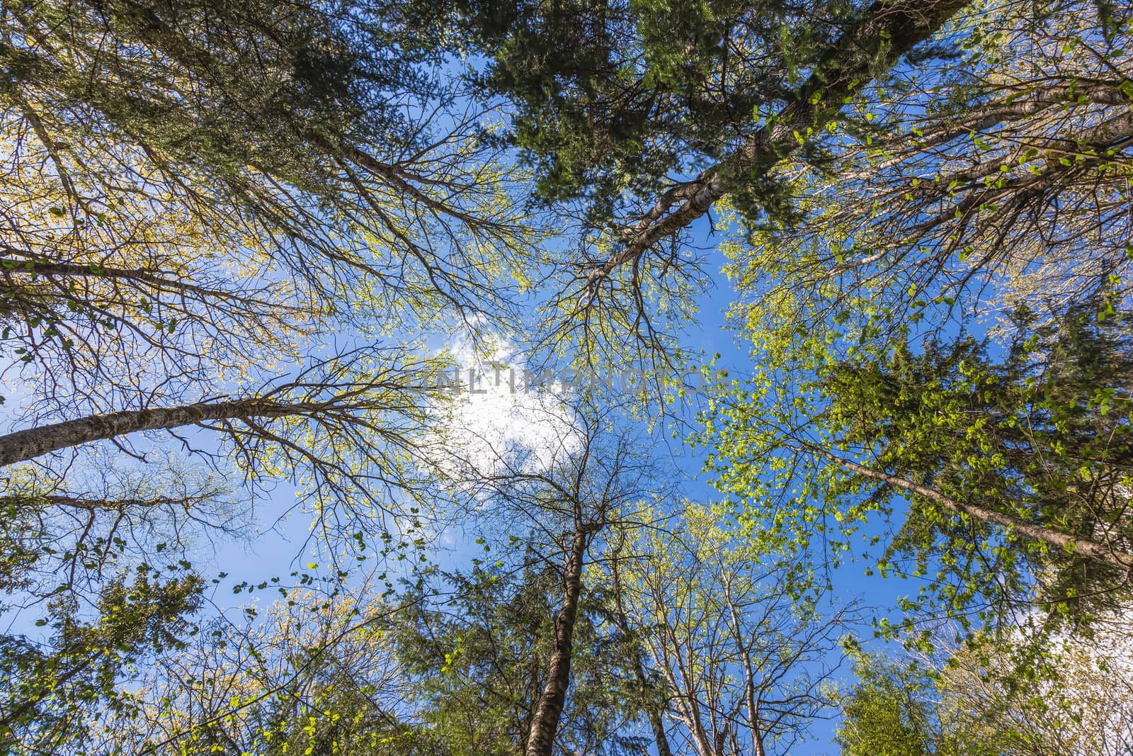 Looking up to the blue sky in forest through the trees. Ecological concept