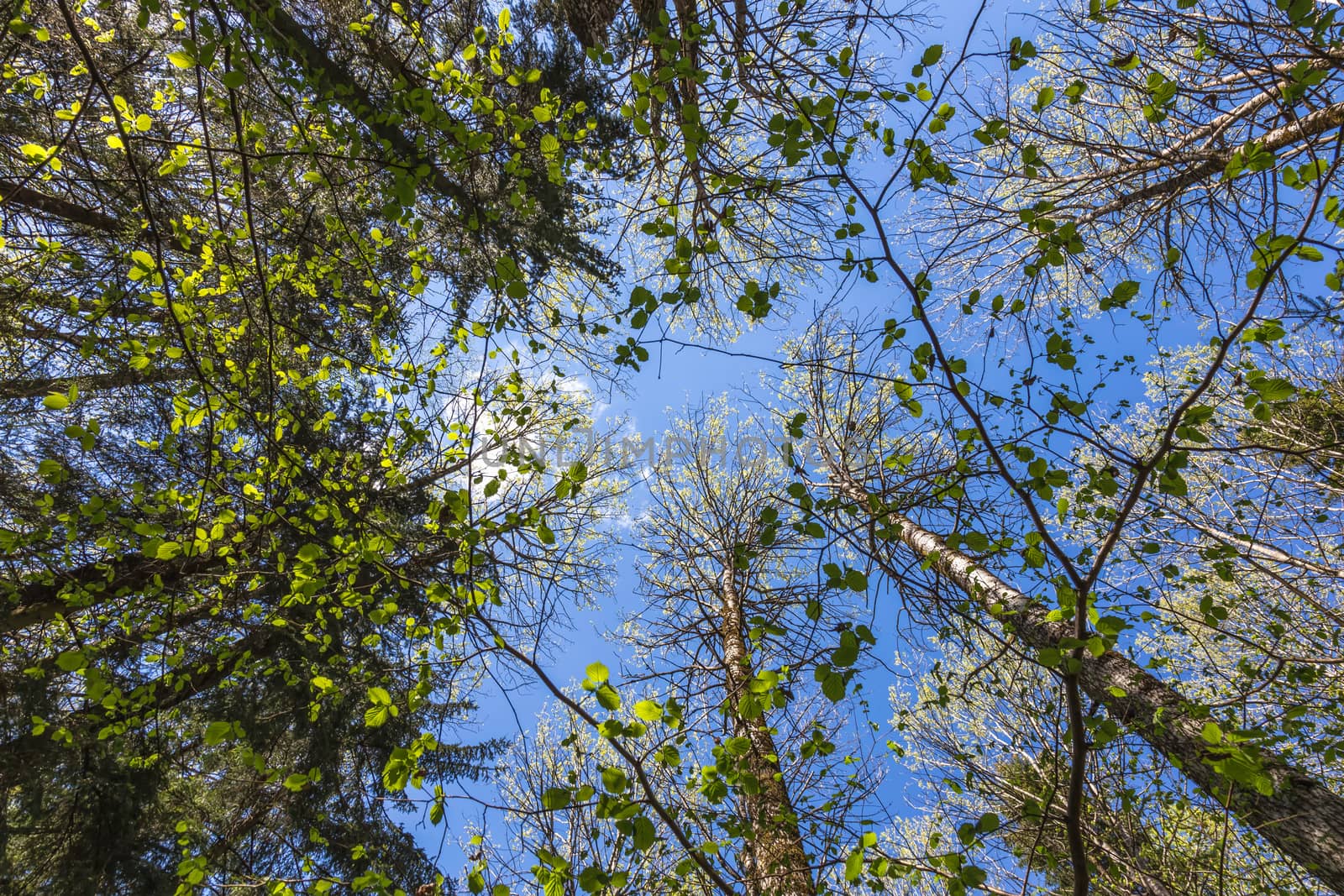 Looking up to the blue sky in forest through the trees. Ecological concept