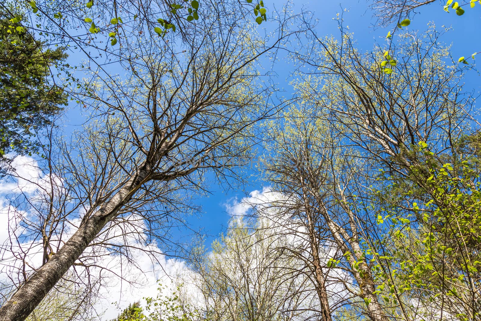 Looking up to the blue sky in forest through the trees. Ecological concept