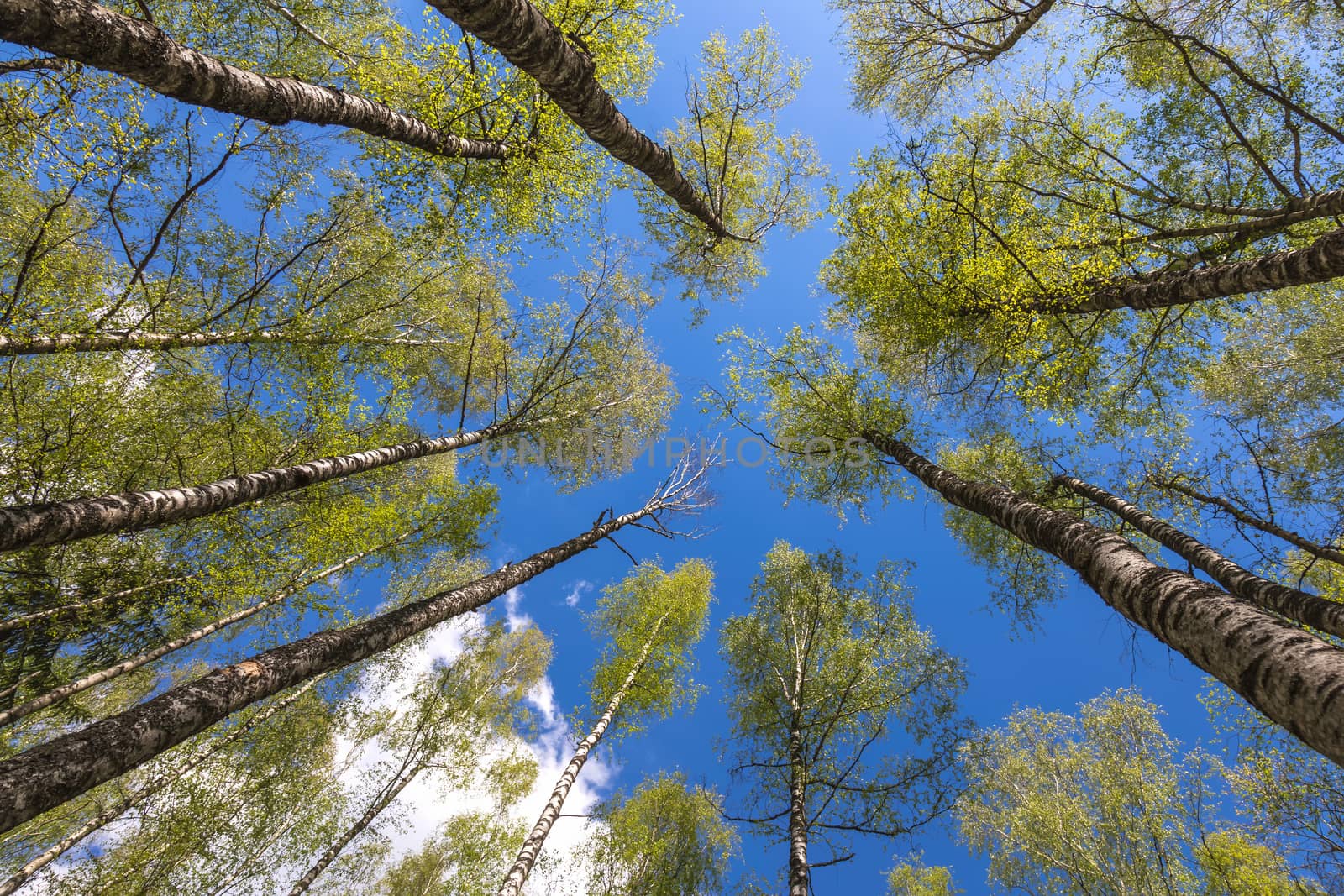 Looking up to the blue sky in forest through the trees. Ecological concept