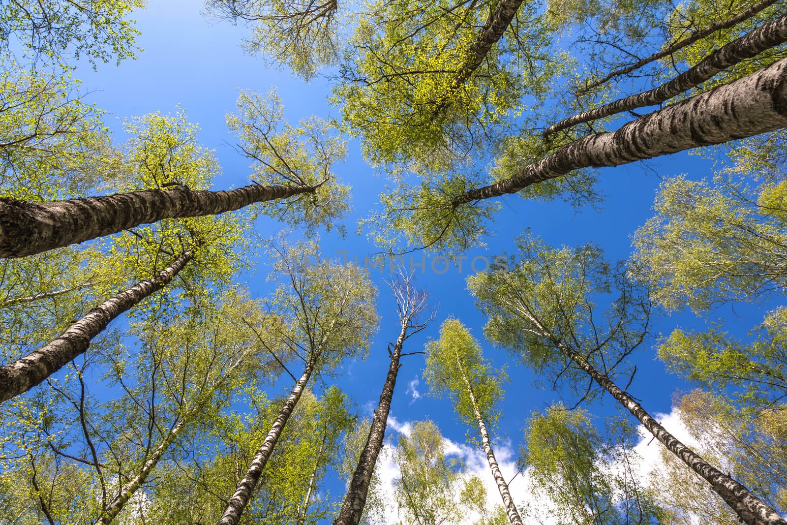 Looking up to the blue sky in forest through the trees. Ecological concept