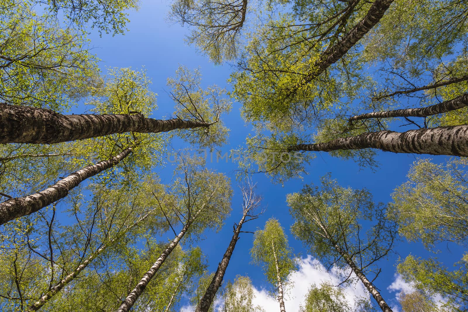 Looking up to the blue sky in forest through the trees. Ecological concept