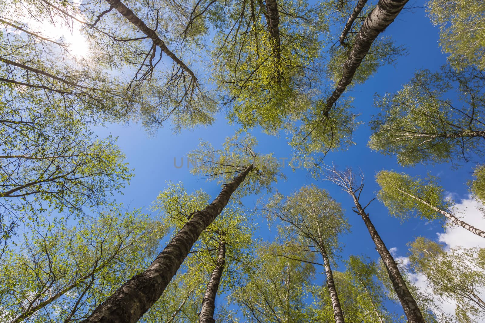 Looking up to the blue sky in forest through the trees. Ecological concept