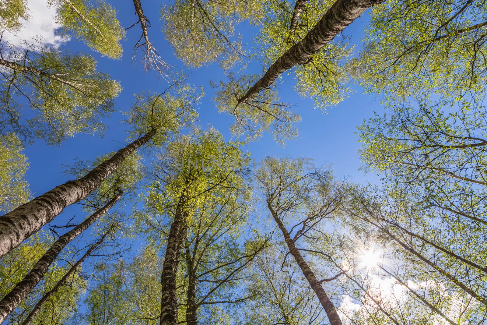 Looking up to the blue sky in forest through the trees. Ecological concept
