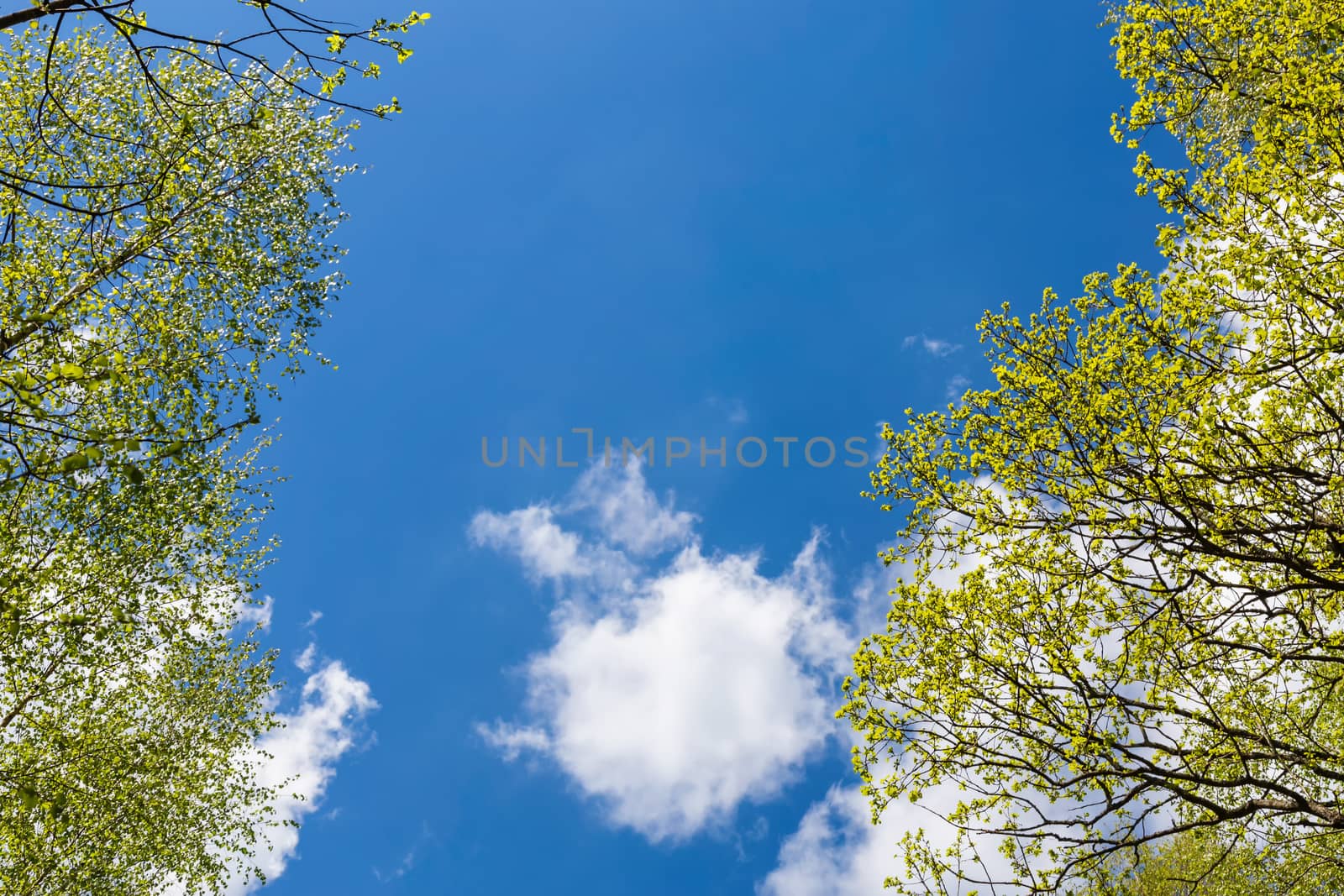 Looking up to the blue sky in forest through the trees. Ecological concept