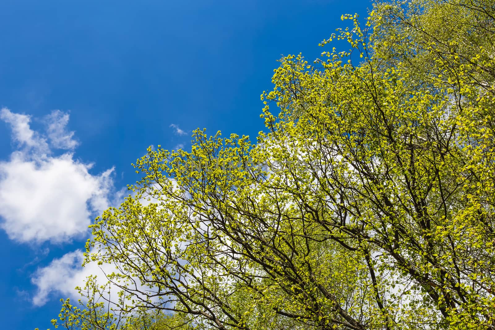 Looking up to the blue sky in forest through the trees. Ecological concept