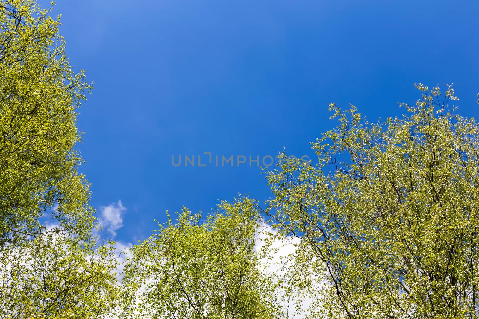 Looking up to the blue sky in forest through the trees. Ecological concept