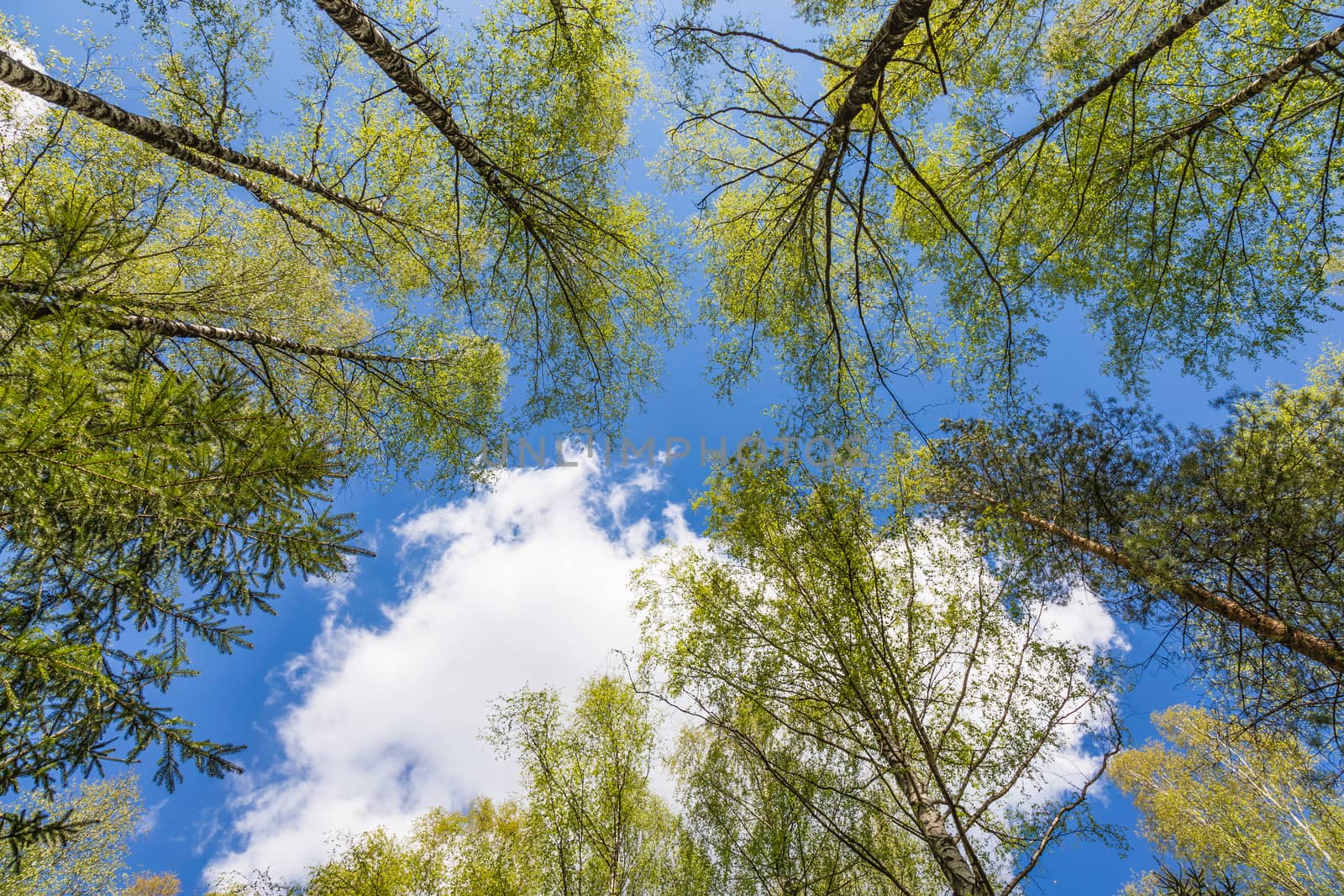 Looking up to the blue sky in forest through the trees. Ecological concept