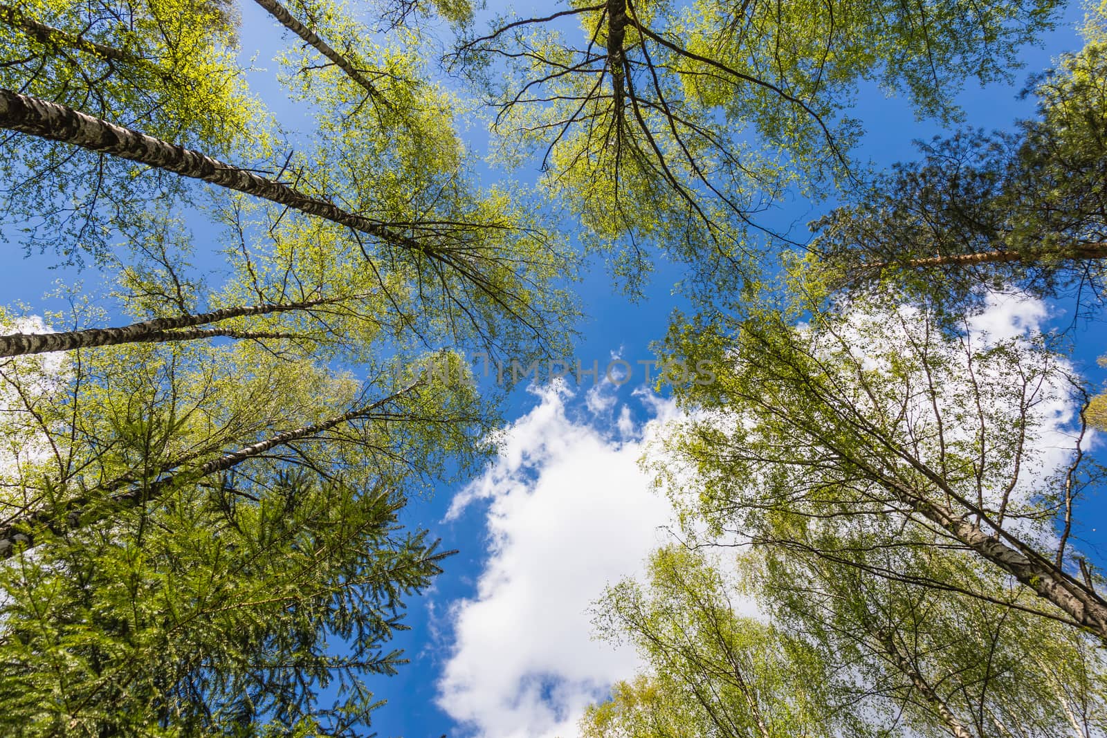 Looking up to the blue sky in forest through the trees. Ecological concept