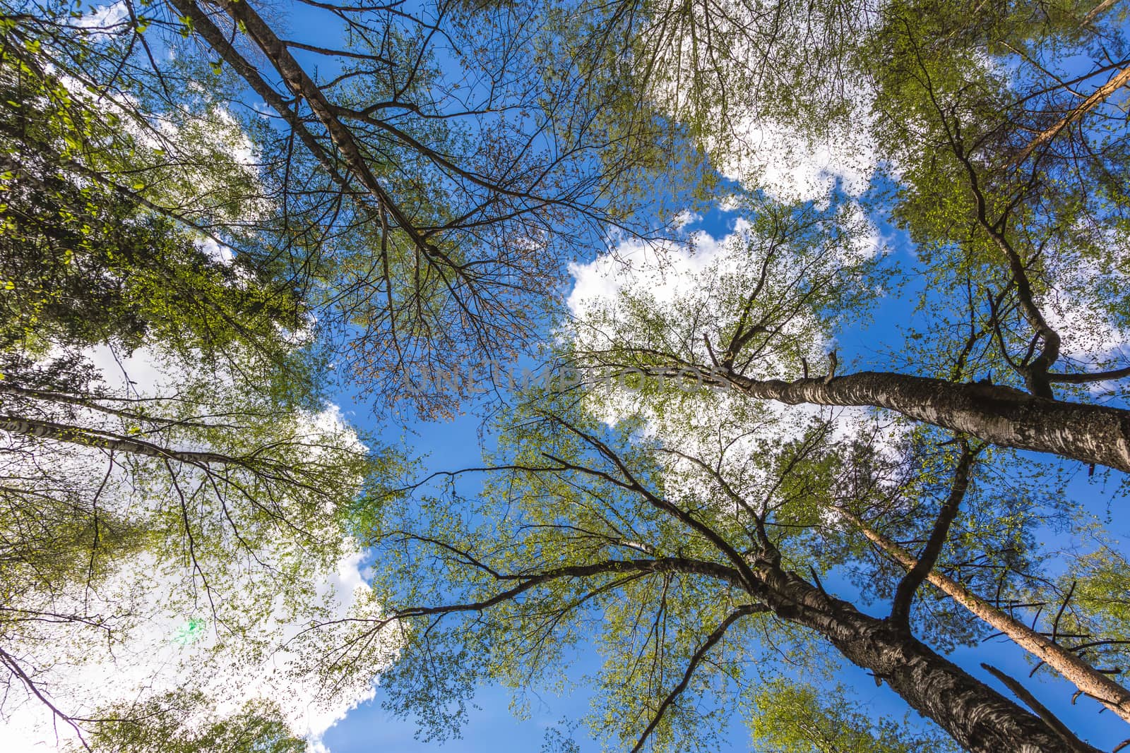 Looking up to the blue sky in forest through the trees. Ecological concept