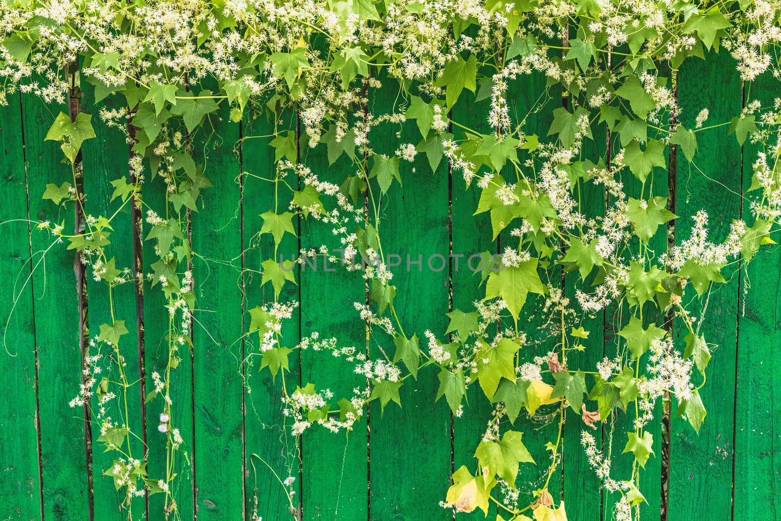 Green wooden fence and hanging plant with leaves and small flowers