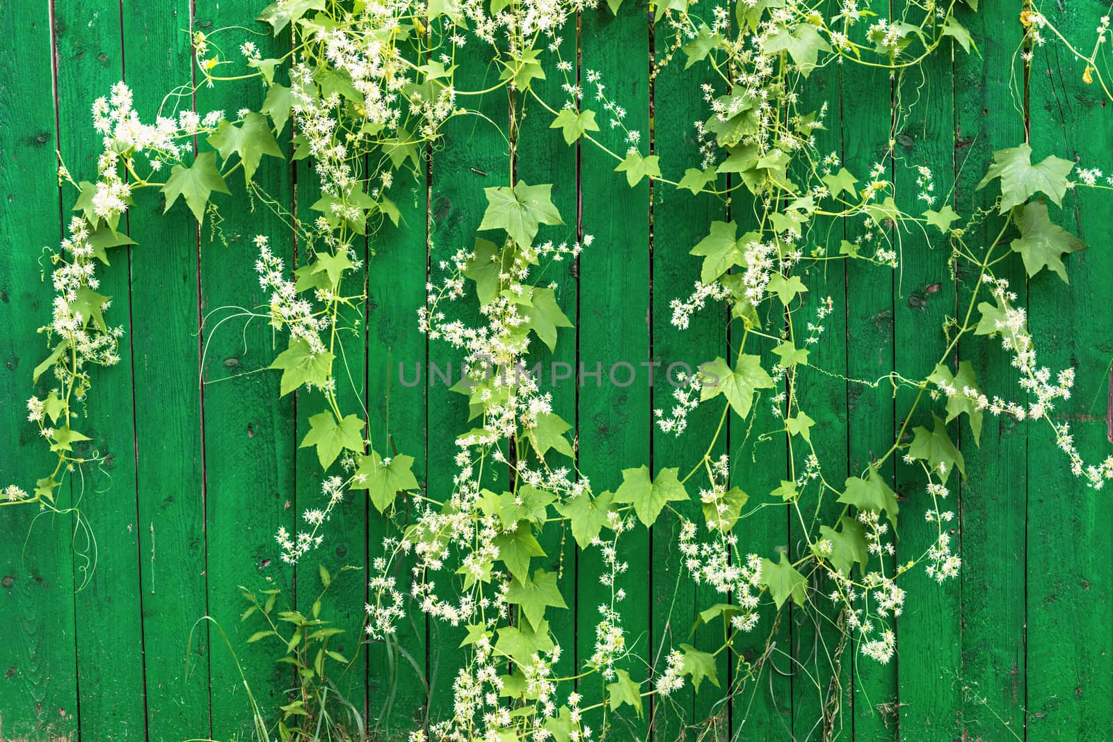 Green wooden fence and hanging plant with leaves and small flowers