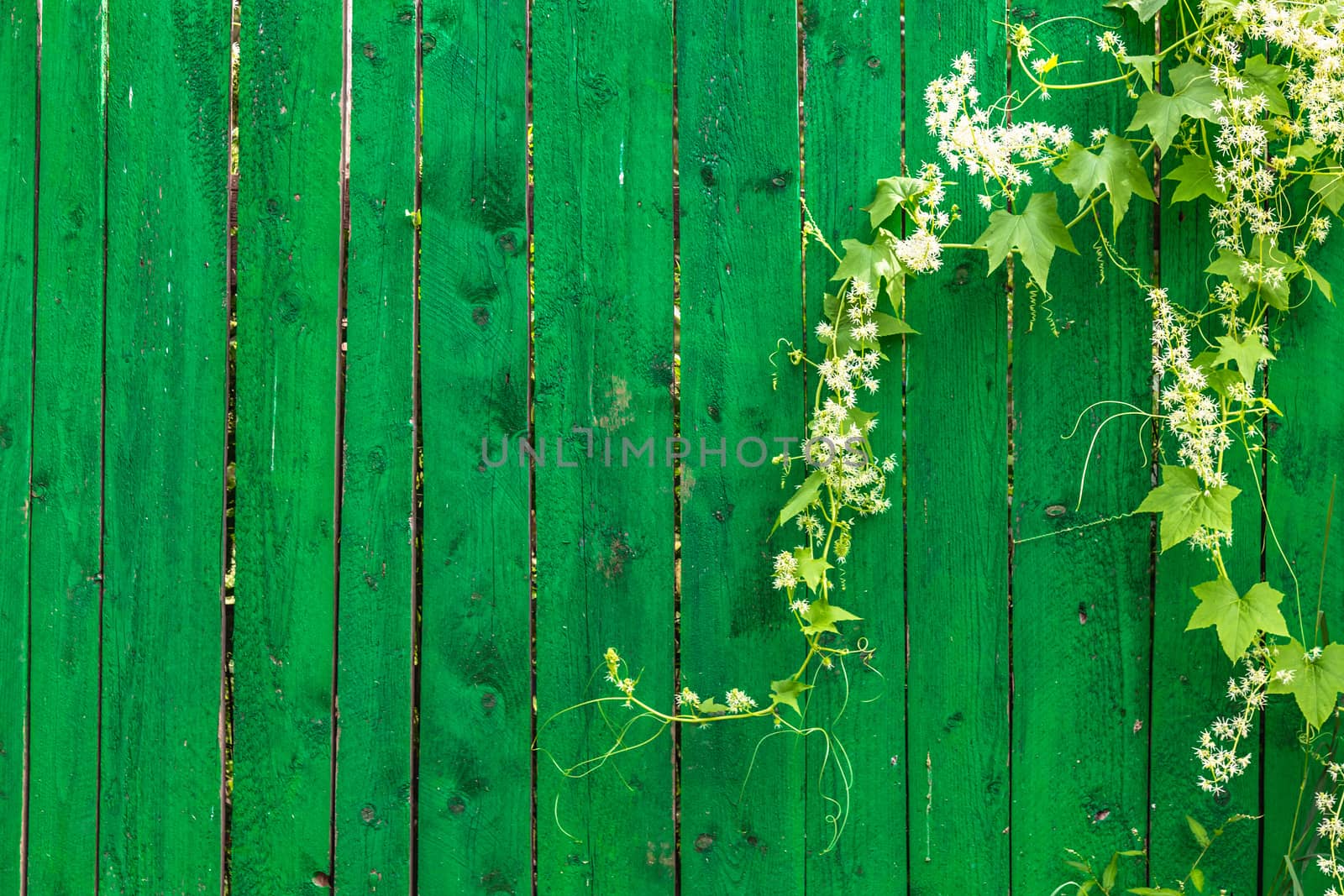Green wooden fence and hanging plant with leaves and small flowers