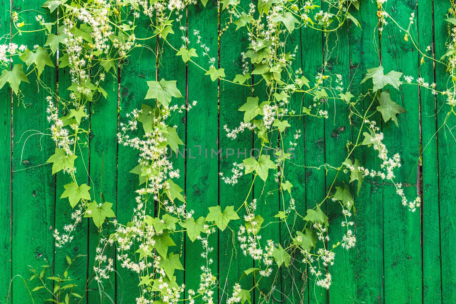 Green wooden fence and hanging plant with leaves and small flowers