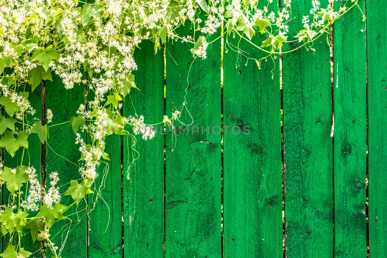 Green wooden fence and hanging plant with leaves and small flowers