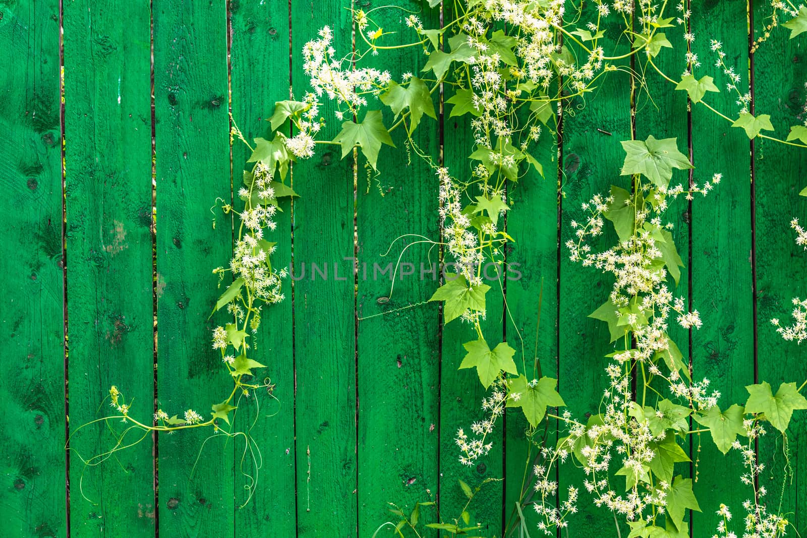 Green wooden fence and hanging plant with leaves and small flowers