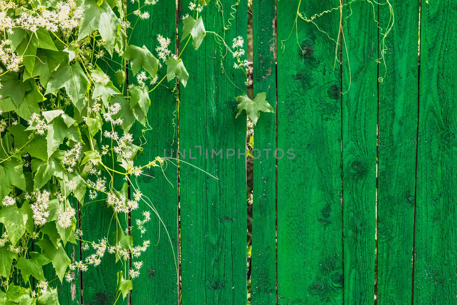 Green wooden fence and hanging plant with leaves and small flowers