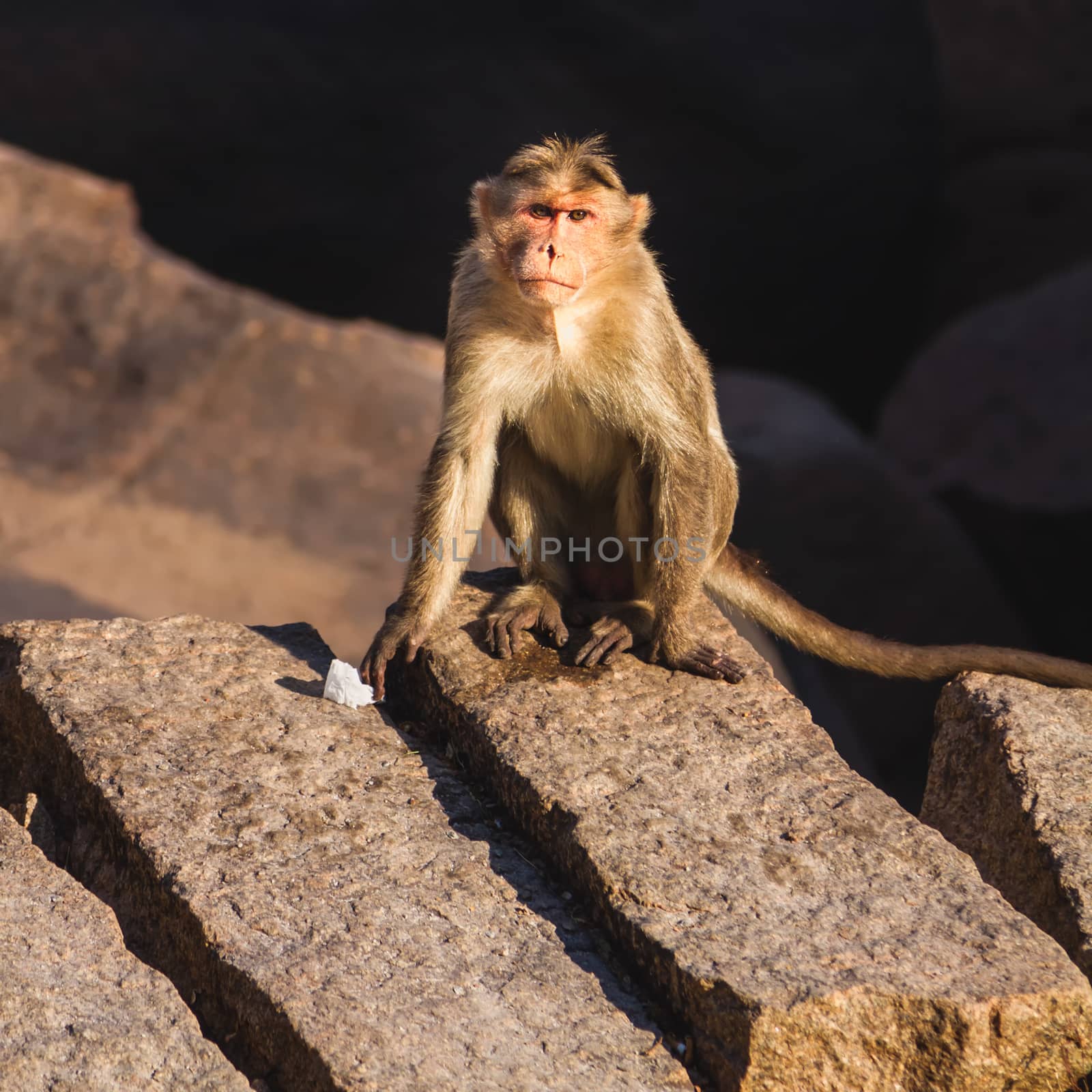 Monkey sitting on the rock in mountain