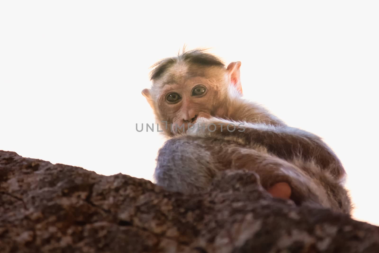 Monkey sitting on the rock