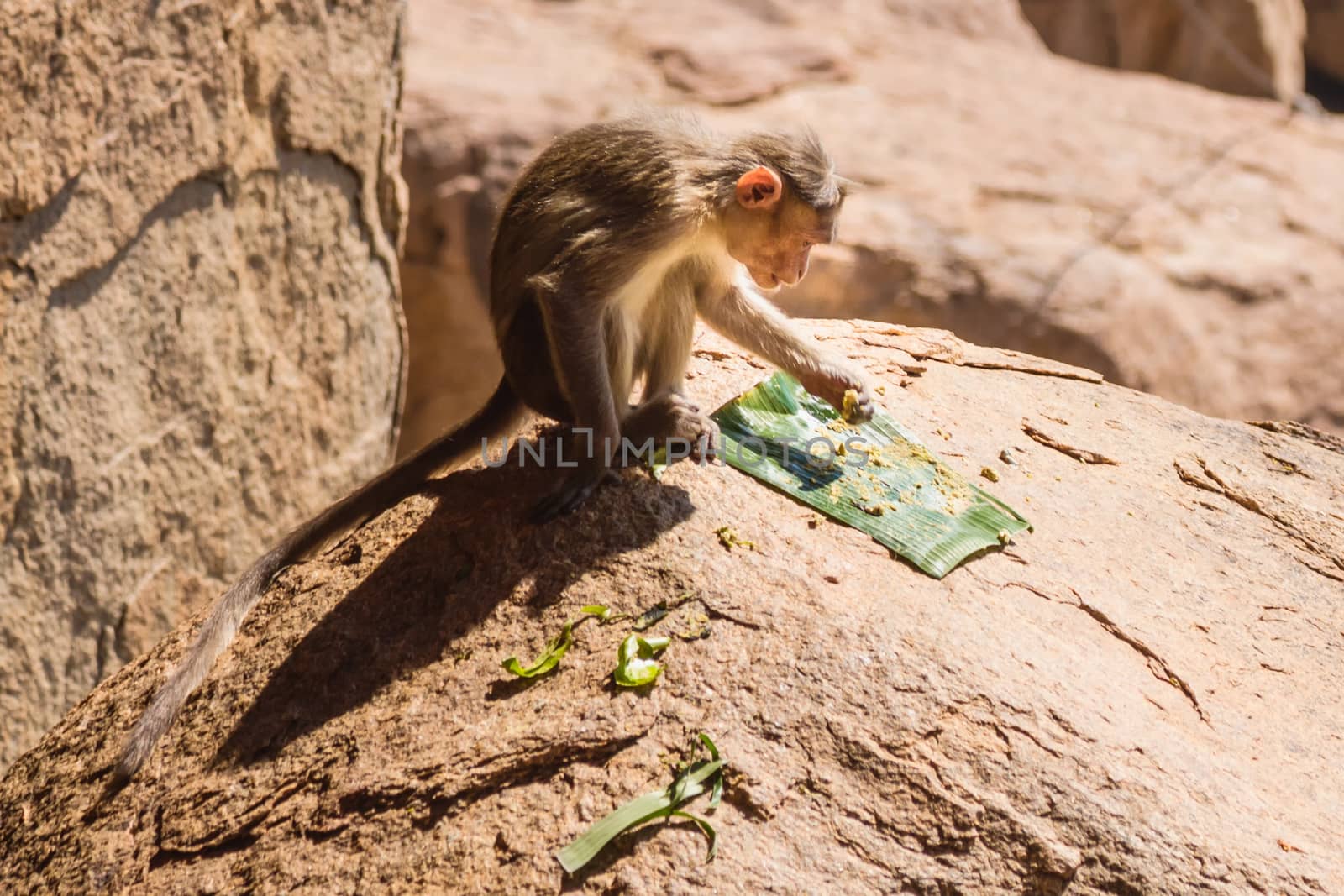 Monkey eating on the rock in mountain