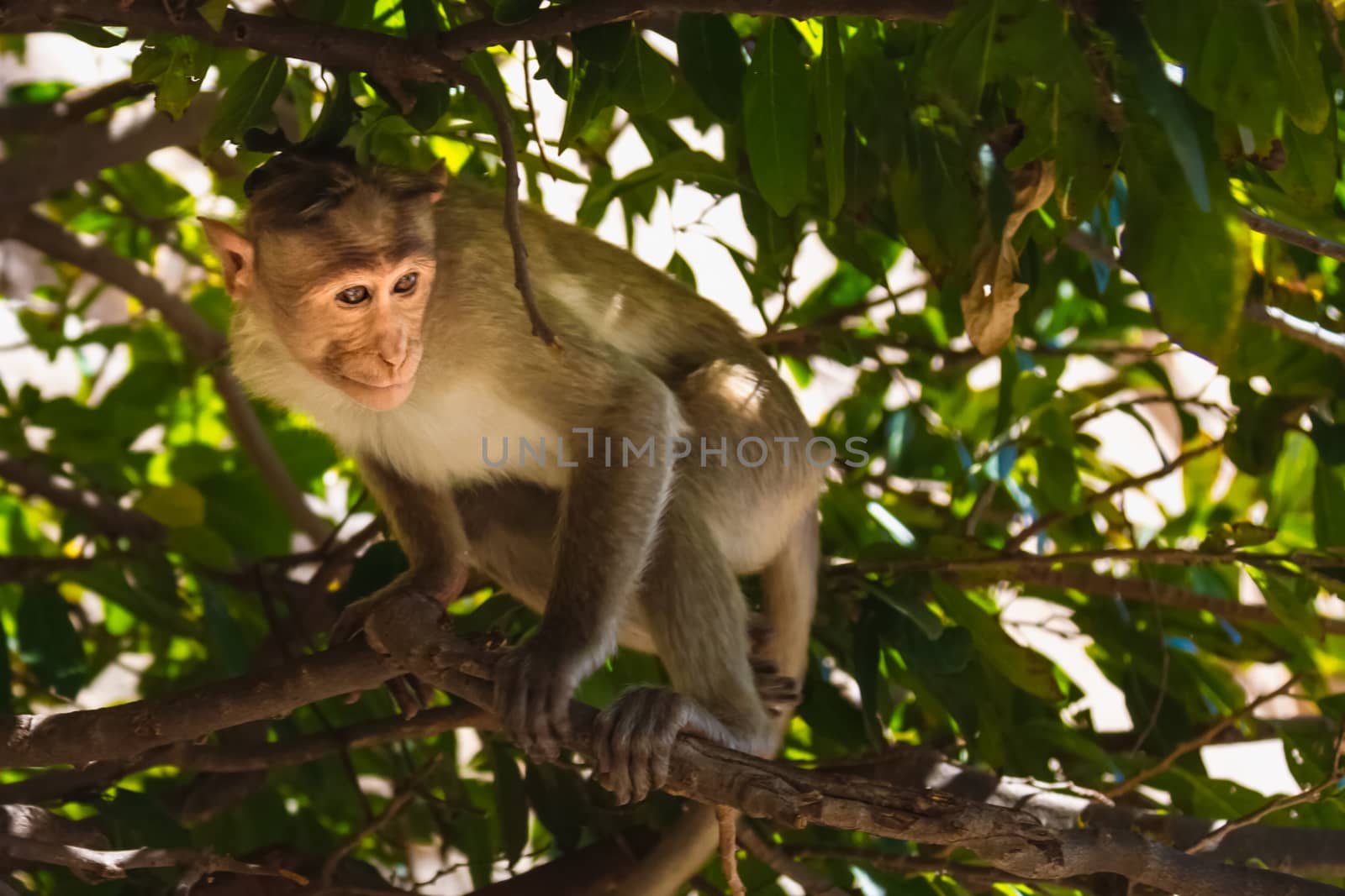 Monkey sitting on branch in jungle