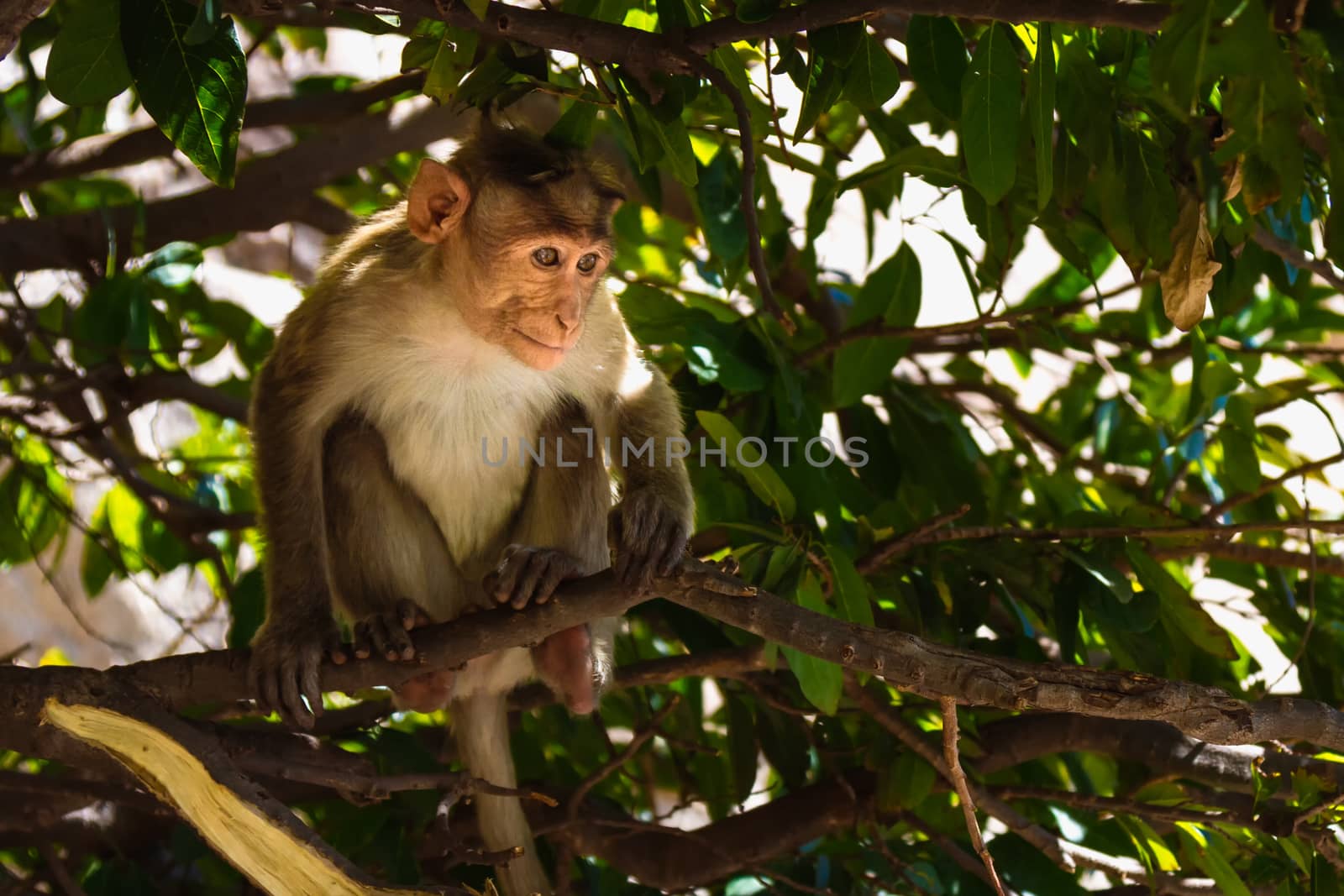 Monkey sitting on branch in jungle
