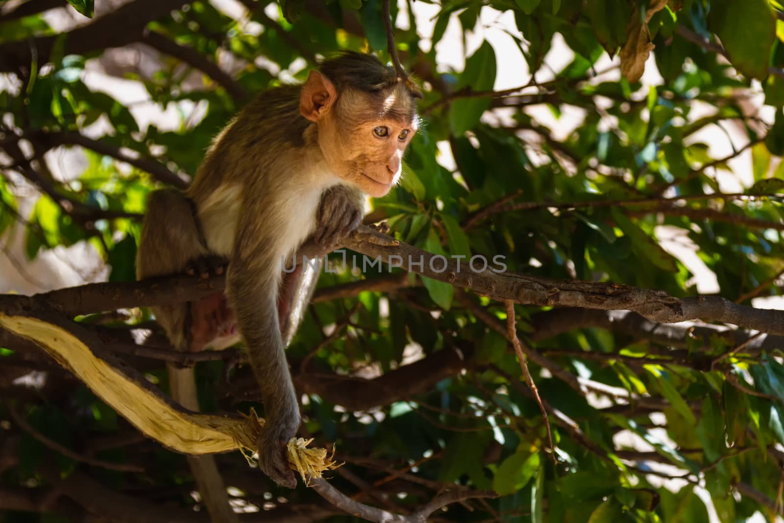 Monkey sitting on branch in jungle