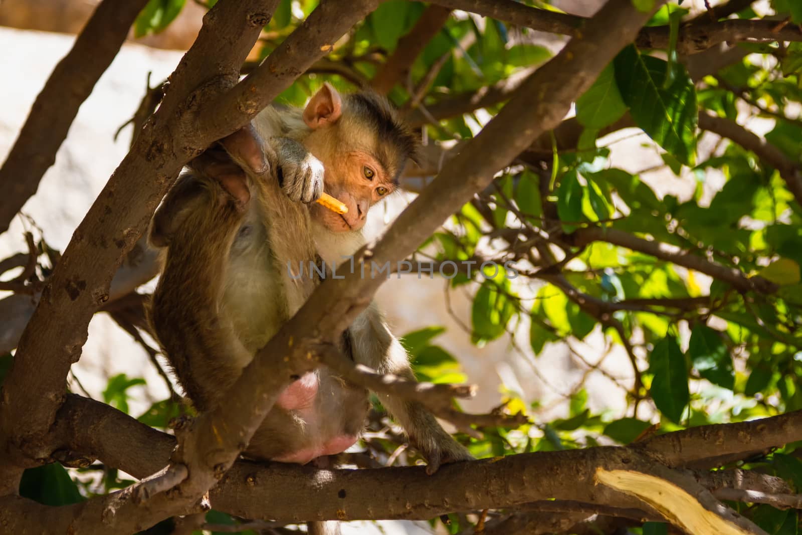 Monkey sitting on branch in jungle