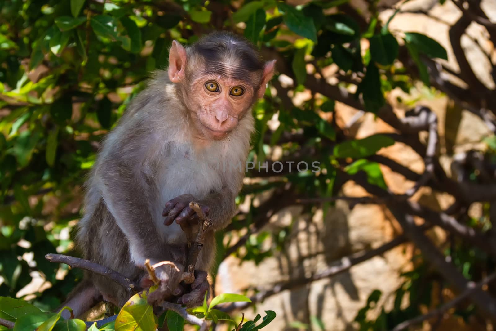 Monkey sitting on branch in jungle