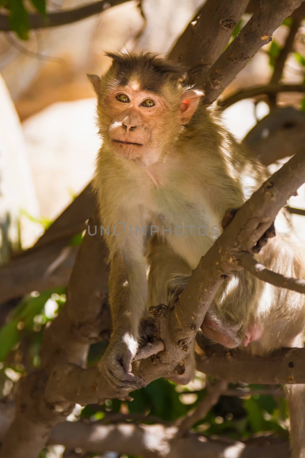Monkey sitting on branch in jungle