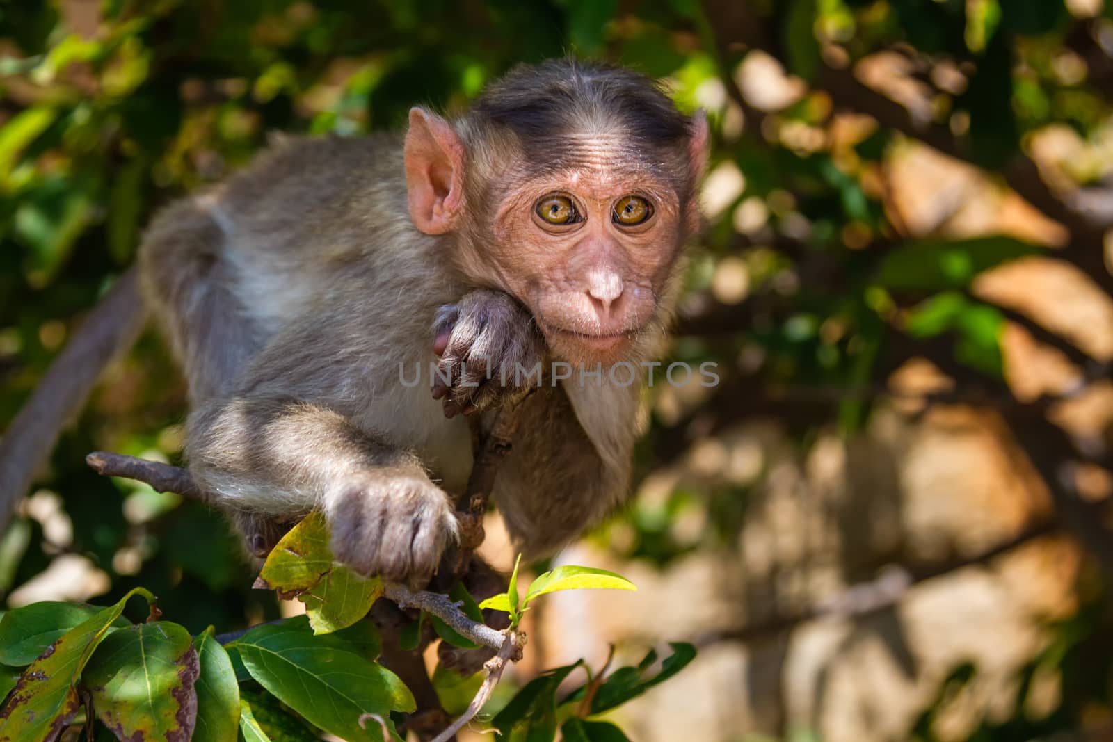 Monkey sitting on branch in jungle