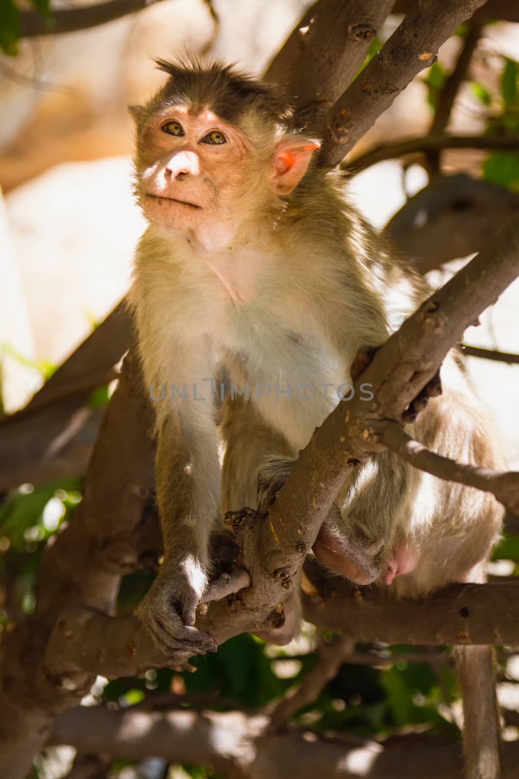 Monkey sitting on branch in jungle