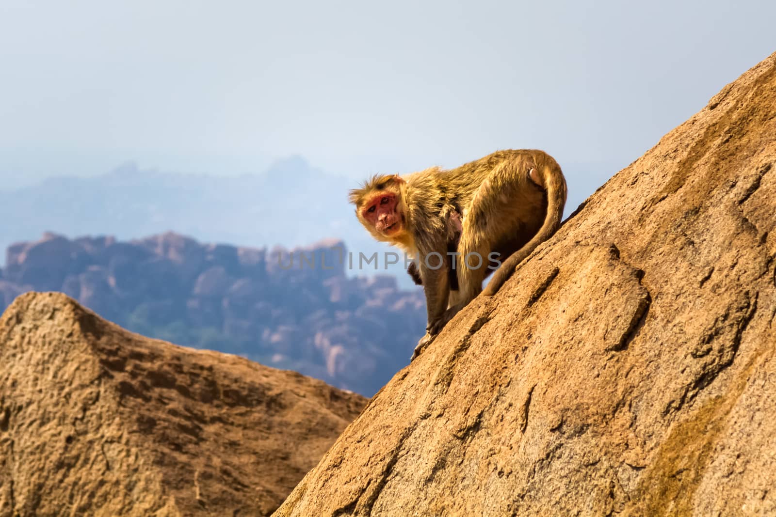 Monkey sitting on the rock in mountain