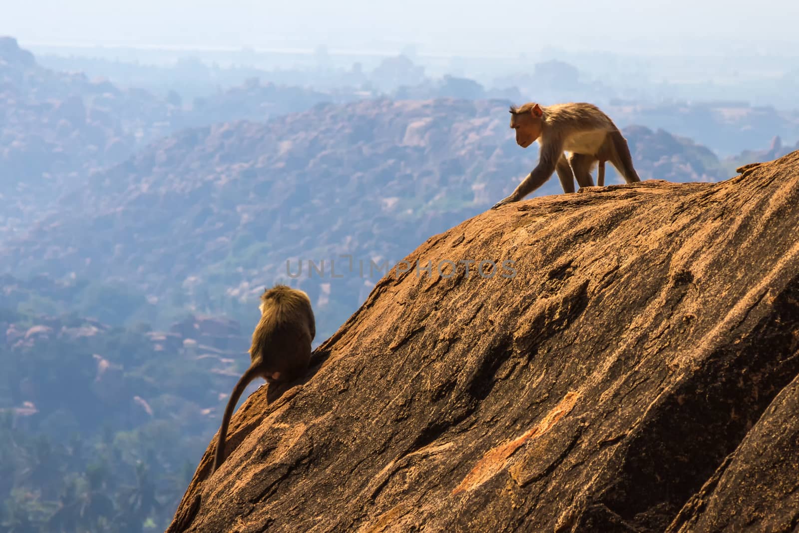 Monkeys sitting on the rock in mountain