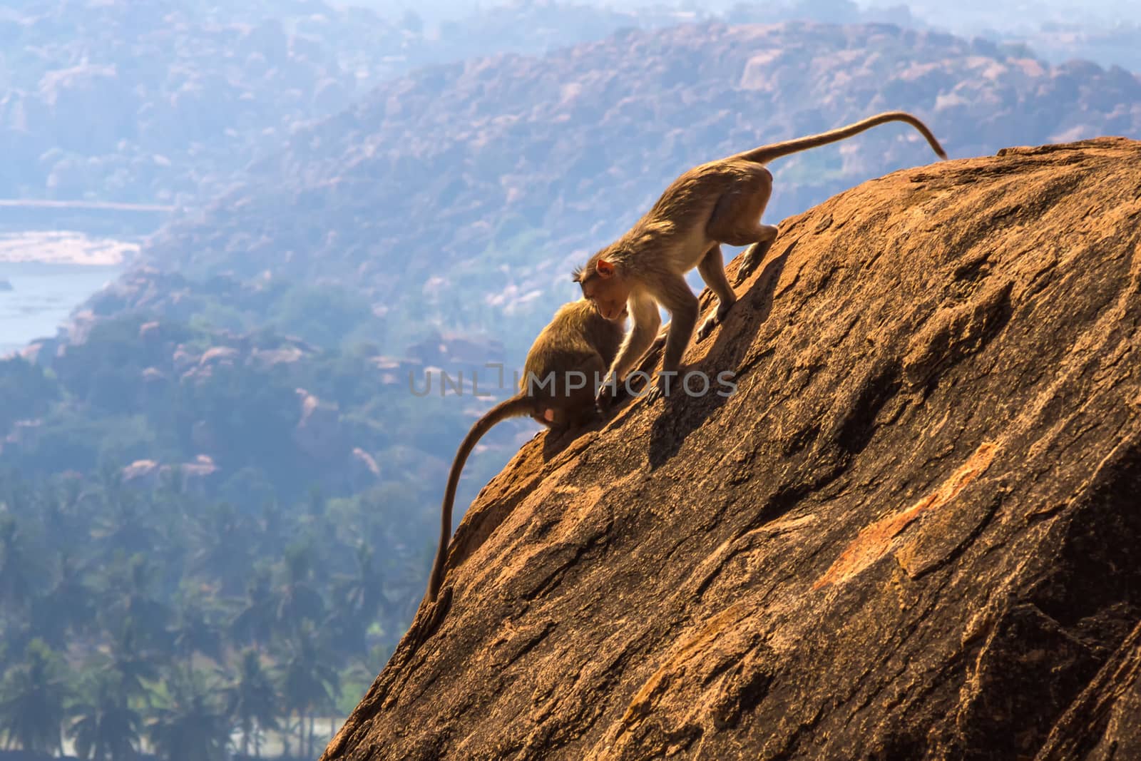Monkeys on the rock in mountain