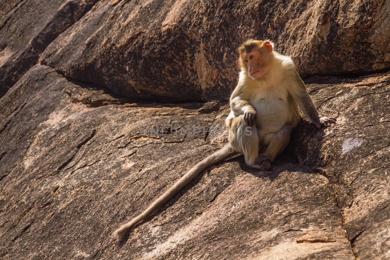 Monkey sitting on the rock in mountain