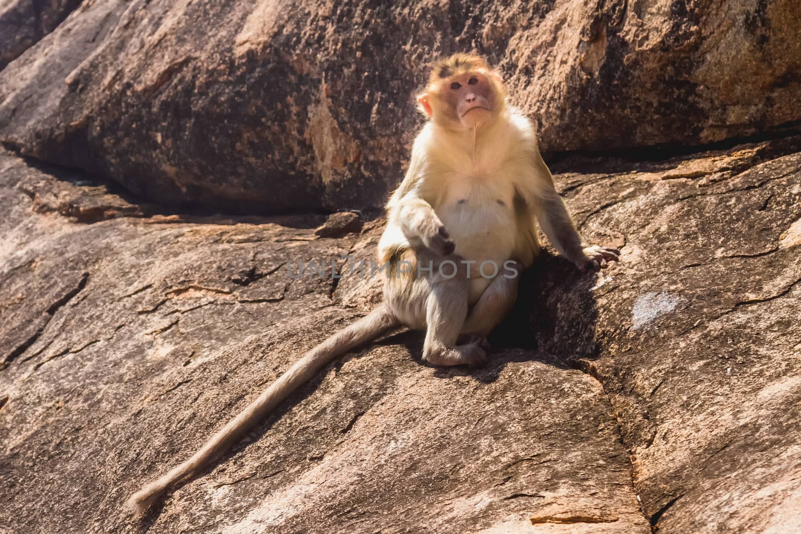 Monkey sitting on the rock in mountain