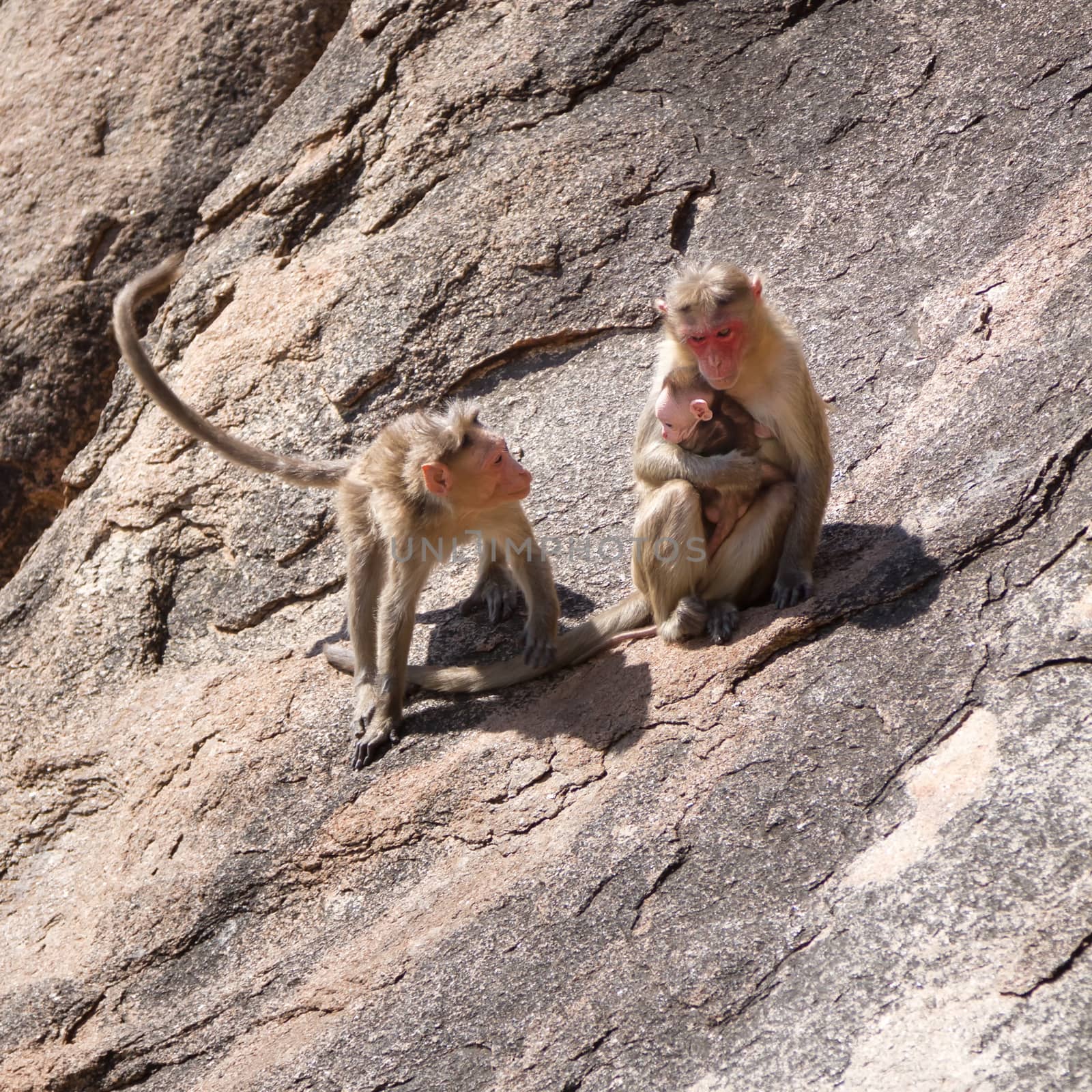 Monkey family sitting on the rock in mountain