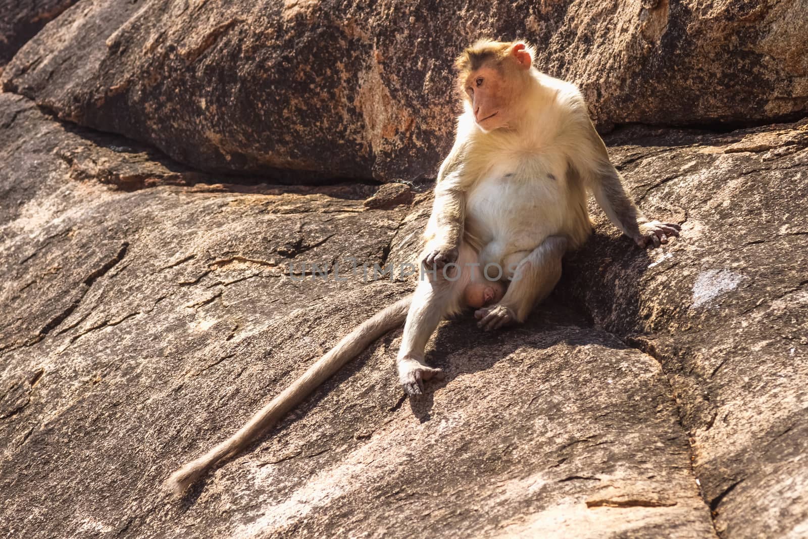 Monkey sitting on the rock in mountain