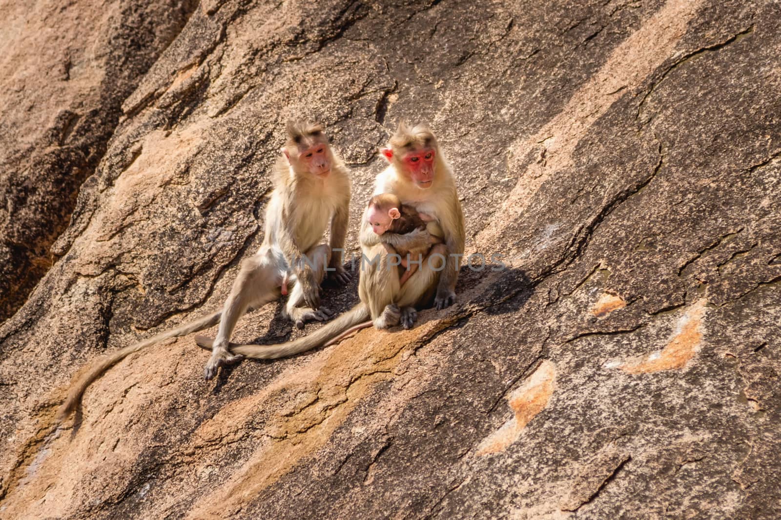 Monkey family sitting on the rock in mountain